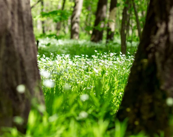 stock image delicate white flowers in the spring forest, sun ray