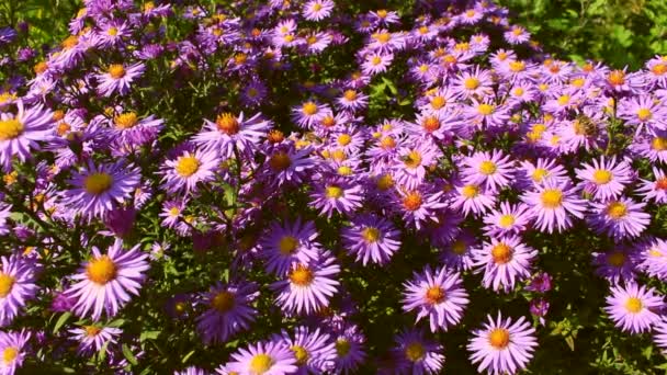 Bee Collects Honey Purple Chrysanthemums Early Autumn — 图库视频影像