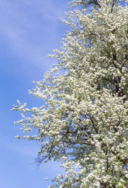 Çiçekli büyük bir armut ağacı, bir bahar gardı.