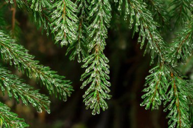 Bir ladin dalına çiy damlaları düşer.