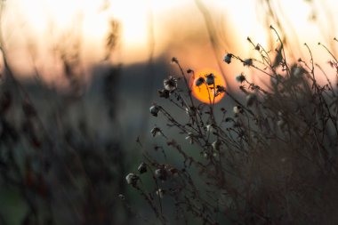 Kuru bitkiler gün batımının arka planında, soyut