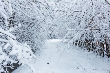 Kış ormanında kar, karışık orman