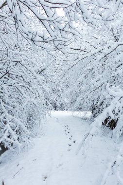 Kış ormanında kar, karışık orman