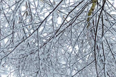 Kış ormanında kar, karışık orman