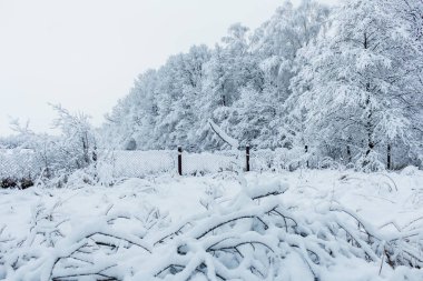 Kış ormanında kar, karışık orman