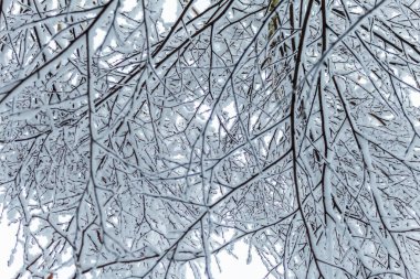 Kış ormanında kar, karışık orman