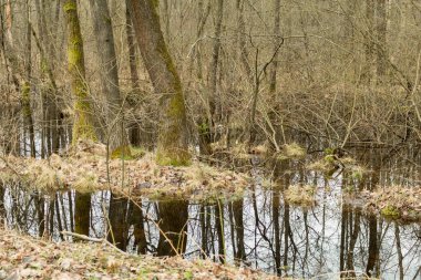 İlkbahar ormanlarında sel, ağaçların yansıması, yüzme