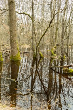 İlkbahar ormanlarında sel, ağaçların yansıması, yüzme
