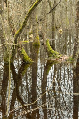 İlkbahar ormanlarında sel, ağaçların yansıması, yüzme