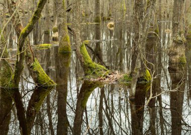 İlkbahar ormanlarında sel, ağaçların yansıması, yüzme