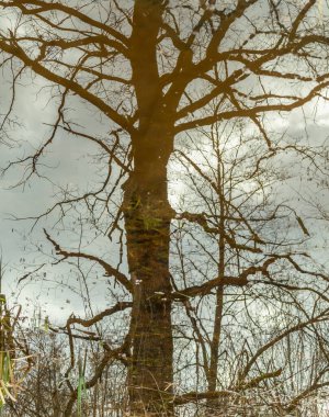 İlkbahar ormanlarında sel, ağaçların yansıması, yüzme