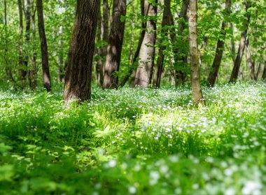 Orman beyaz çiçekleri ilkbaharda, güneşli bir gün doğada