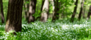 Orman beyaz çiçekleri ilkbaharda, güneşli bir gün doğada