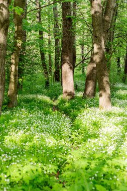 Orman beyaz çiçekleri ilkbaharda, güneşli bir gün doğada