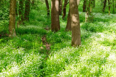 Orman beyaz çiçekleri ilkbaharda, güneşli bir gün doğada