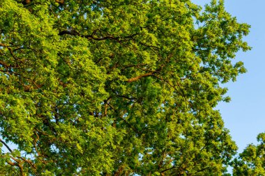 Büyük bir meşe ağacının tacı, yeşil yaz yaprakları