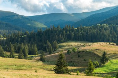 Yazın Karpatlar 'da manzara, yeşil çayırlar ve kayın önleri