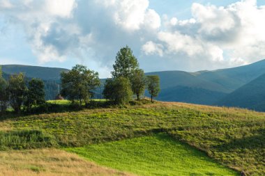 Yazın Karpatlar 'da manzara, yeşil çayırlar ve kayın önleri