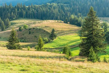 Yazın Karpatlar 'da manzara, yeşil çayırlar ve kayın önleri