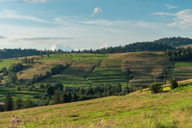 Yazın Karpatlar 'da manzara, yeşil çayırlar ve kayın önleri
