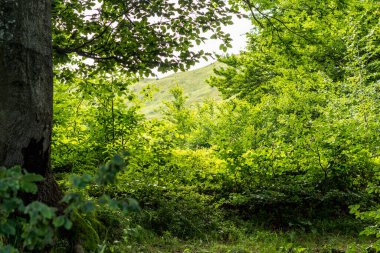 Yazın Karpatlar 'da manzara, yeşil çayırlar ve kayın önleri