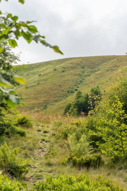 Yazın Karpatlar 'da manzara, yeşil çayırlar ve kayın önleri