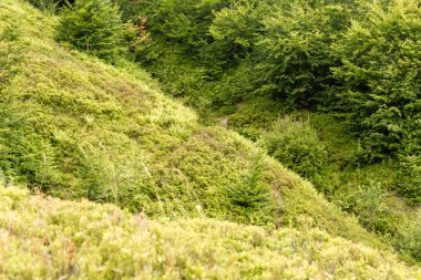 Yazın Karpatlar 'da manzara, yeşil çayırlar ve kayın önleri