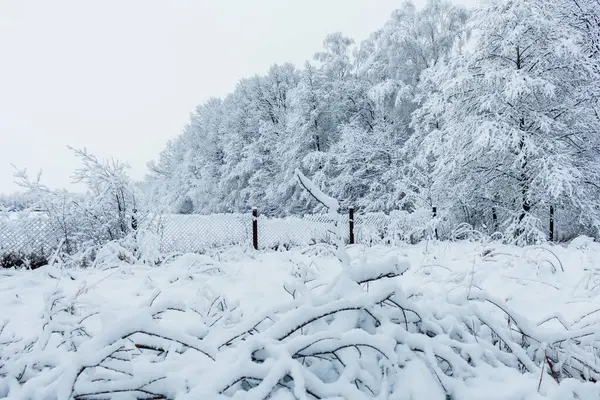 Kış ormanında kar, karışık orman