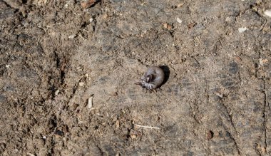 Ağaç kütüğünde bir kene, tehlikeli bir kene.