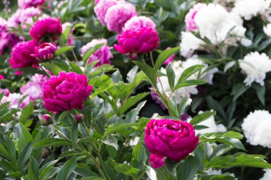 Hassas pembe şakayık, dostum, yazın başında.