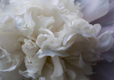 Narin beyaz şakayık, dostum, yazın başında.