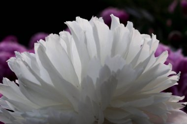 Narin beyaz şakayık, dostum, yazın başında.