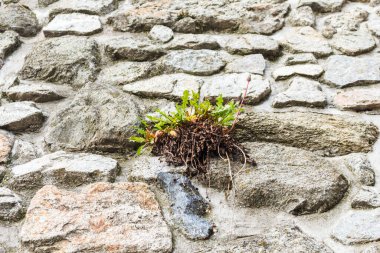 Eski bir binanın duvarındaki çatlakta filizlenen bir karahindiba.
