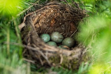 # Yaban kuşu yumurtaları # # Bahçede bir yuvada, mavi yumurta #