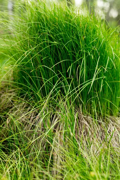 Uzun yeşil çimenler, parlak doymuş kolo