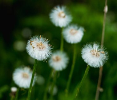 Tohum oluşumu döneminde bir grup karahindiba çiçeği.