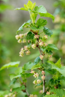 Çiçekli frenk üzümü çalısı, yakın plan, dalda çiçek açıyor.