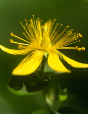 one St. John's wort flower close-up, soft focu clipart