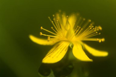 one St. John's wort flower close-up, soft focu clipart