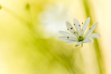 Küçük beyaz yıldız çiçeği, yakın plan, narin renk, yumuşak odak