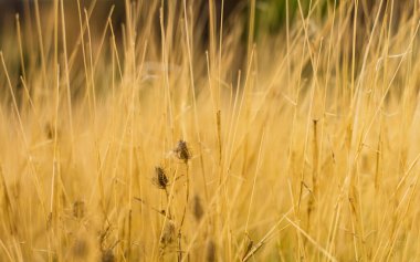 kuru ot arka plan, sonbahar görünümü