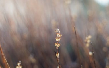 kuru ot arka plan, sonbahar görünümü