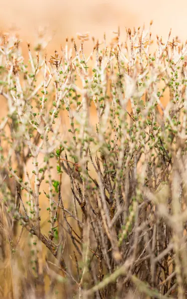 stock image thorny plant of the island of Cyprus, a wild plan