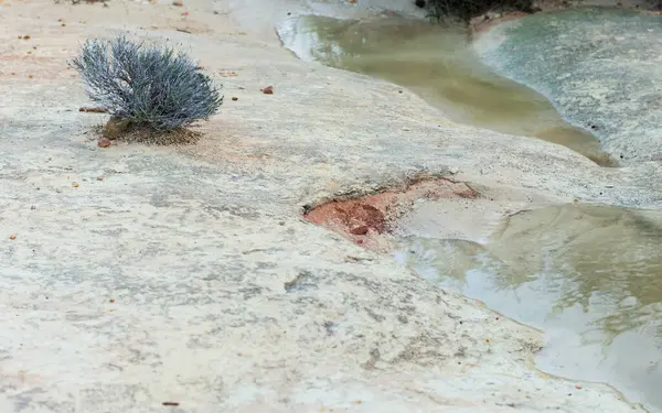 stock image one prickly plant near a puddle after rai