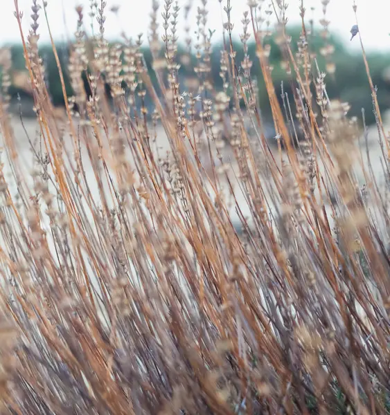 stock image dry grass background, autumn look