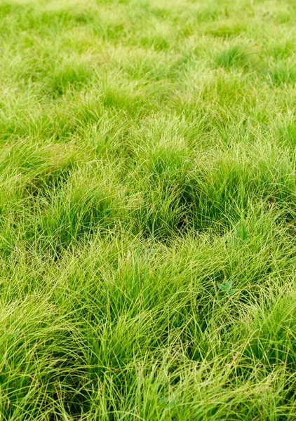 Yeşil çimenlerin açıklığı, sulu parlak kolo