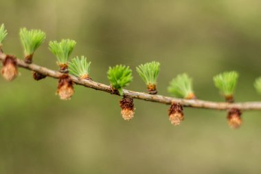 Baharda taze dallar, yeni filizler.