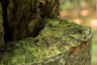 Kayın sandığı yakın çekim, ahşap dokuma