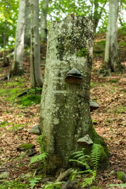 Üzerinde mantar olan uzun kayın gövdesi, Carpathian ön kısmı.