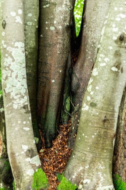 Karpatlar 'daki kayın ormanı, eski büyük ağaç.
